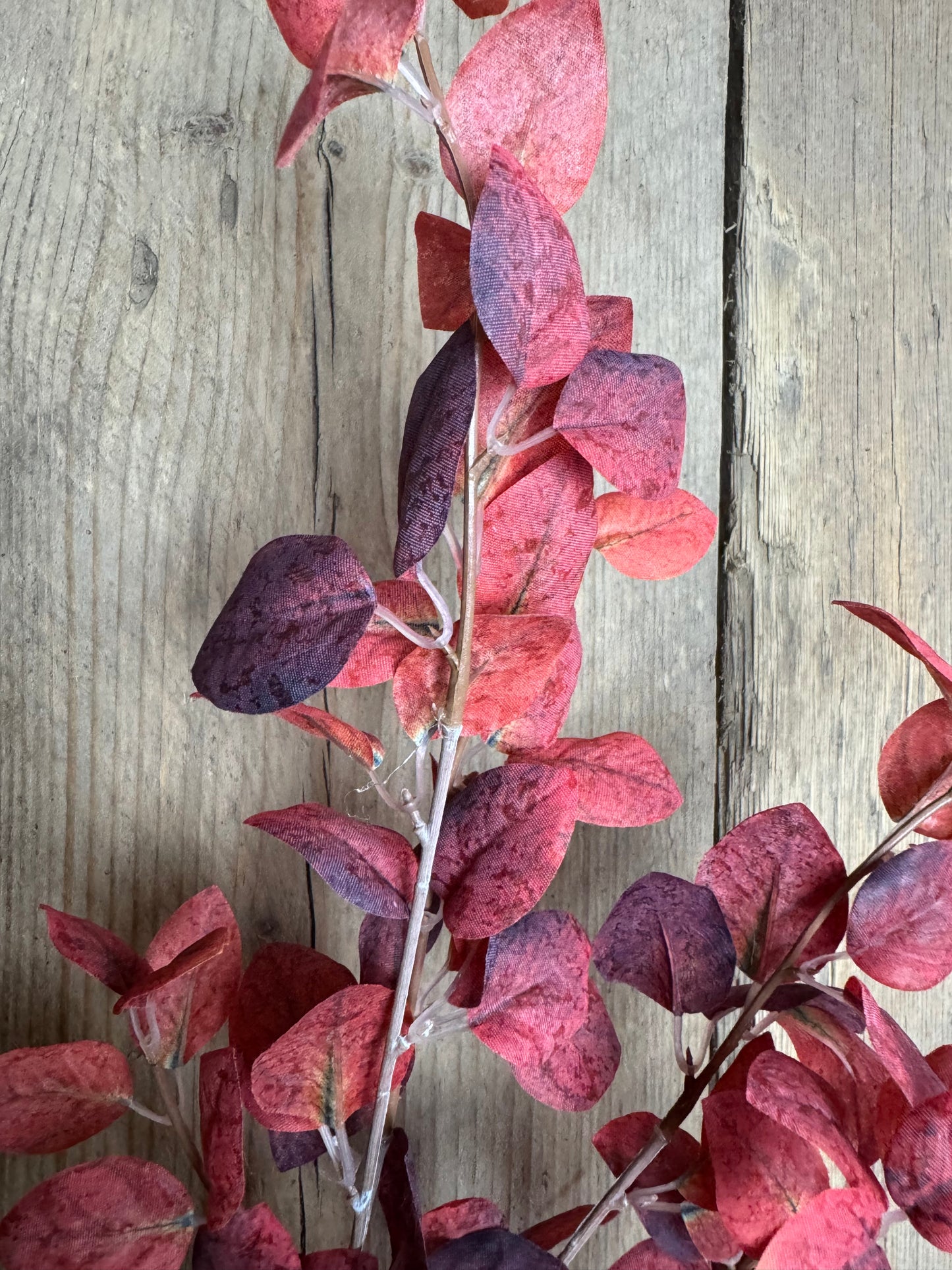 Eukalyptuszweig „Burgundy Red“