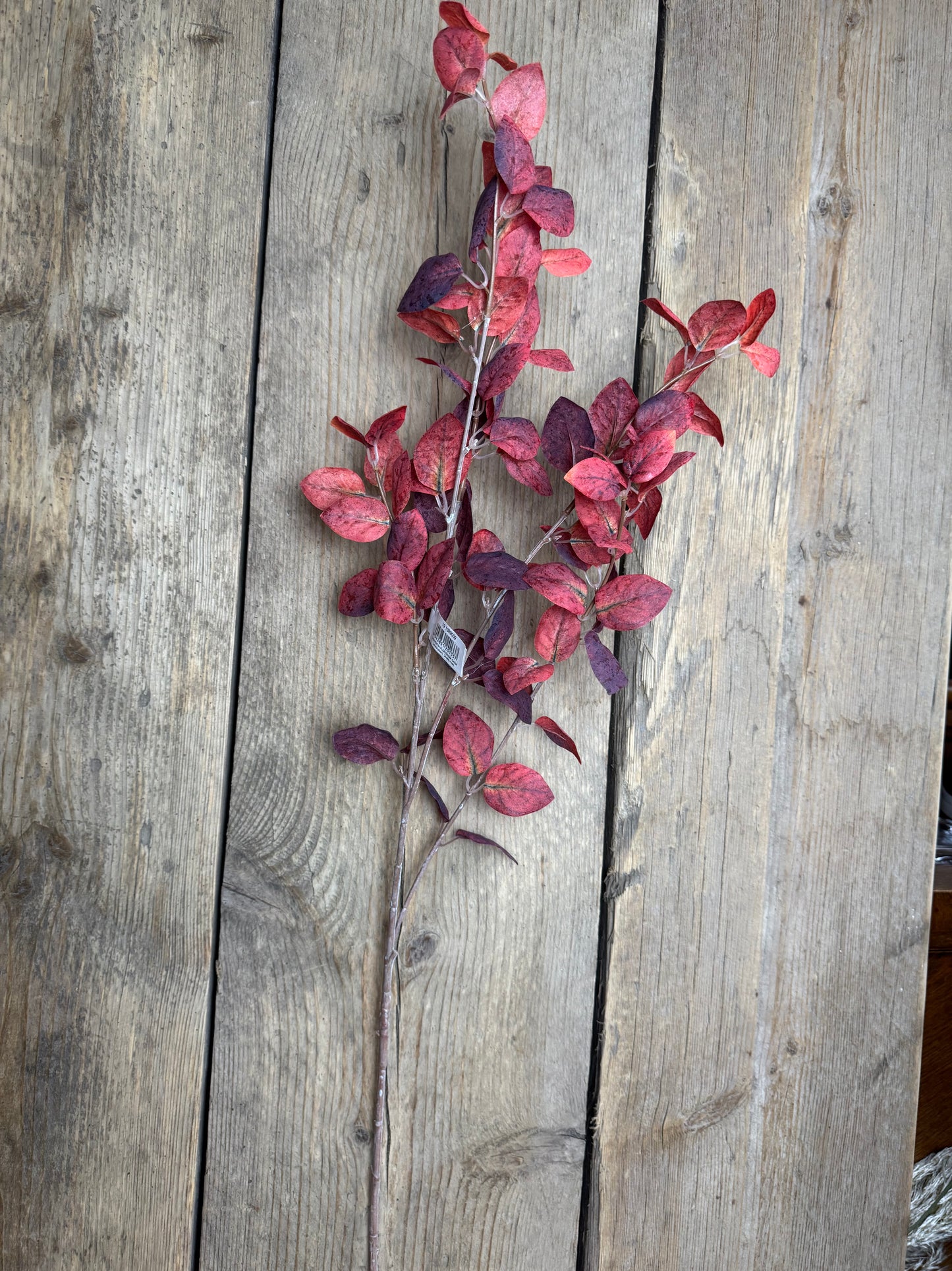 Eukalyptuszweig „Burgundy Red“