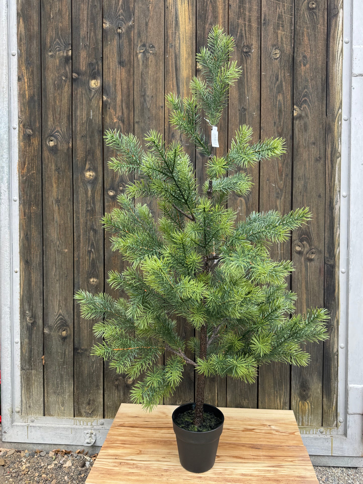 Tannenbaum „World“