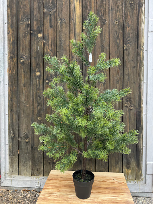 Tannenbaum „World“