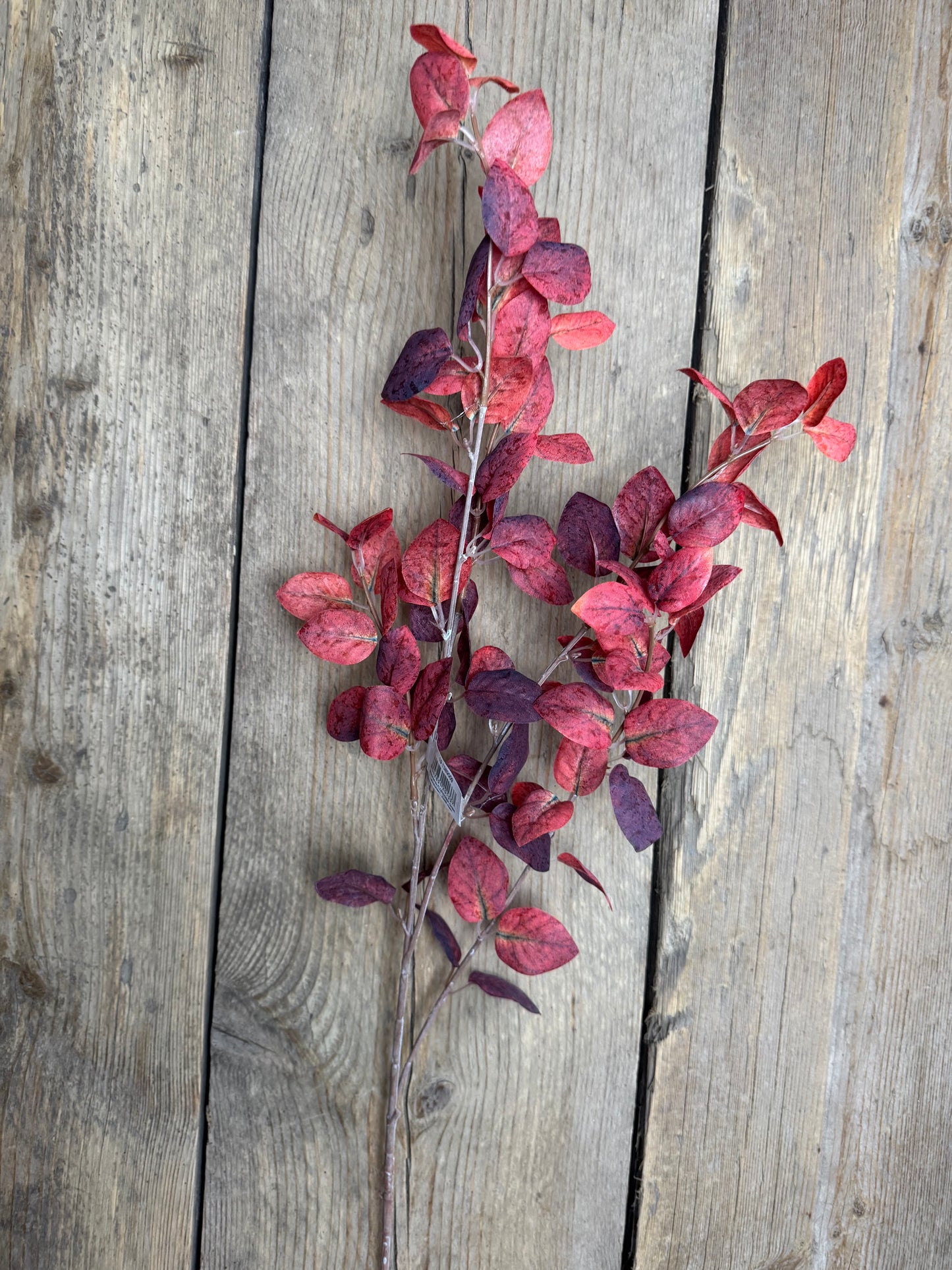 Eukalyptuszweig „Burgundy Red“