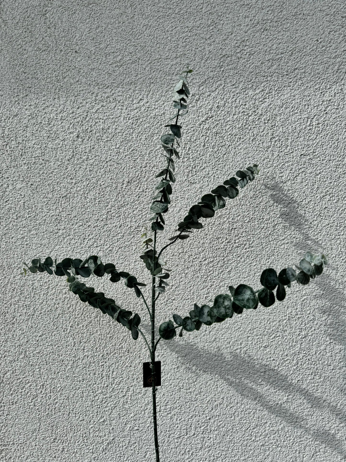 Eucalypthus