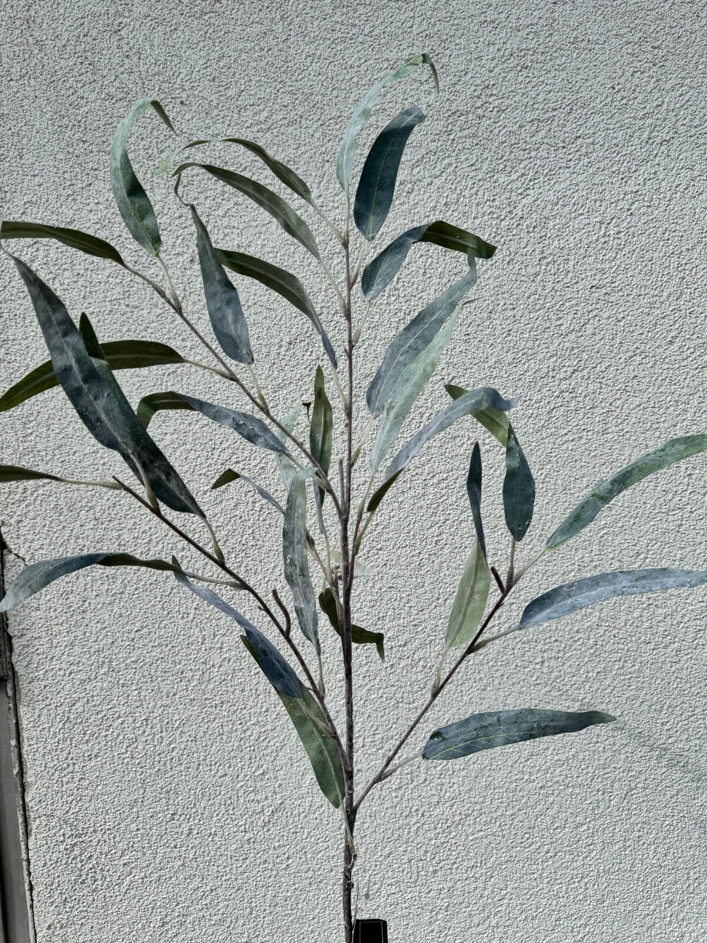 Eucalypthus