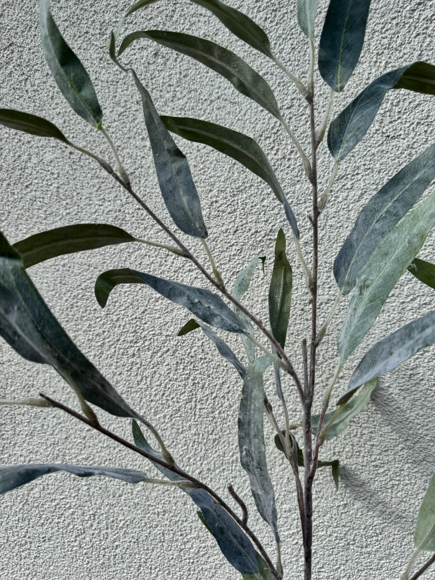 Eucalypthus